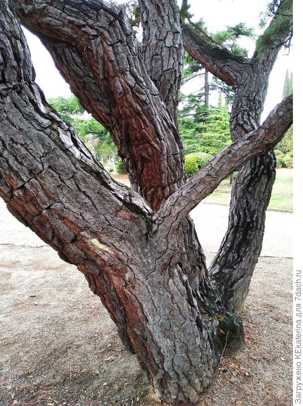 Очень интересная фактурная кора.