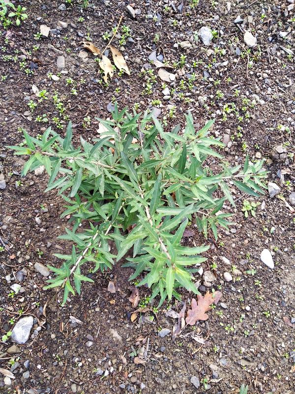 Растение с зелёными листьями начало января, ЮБК.