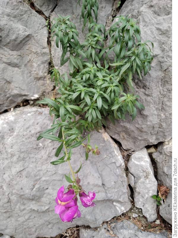 Крымские морозы пережил и продолжает радовать глаз.