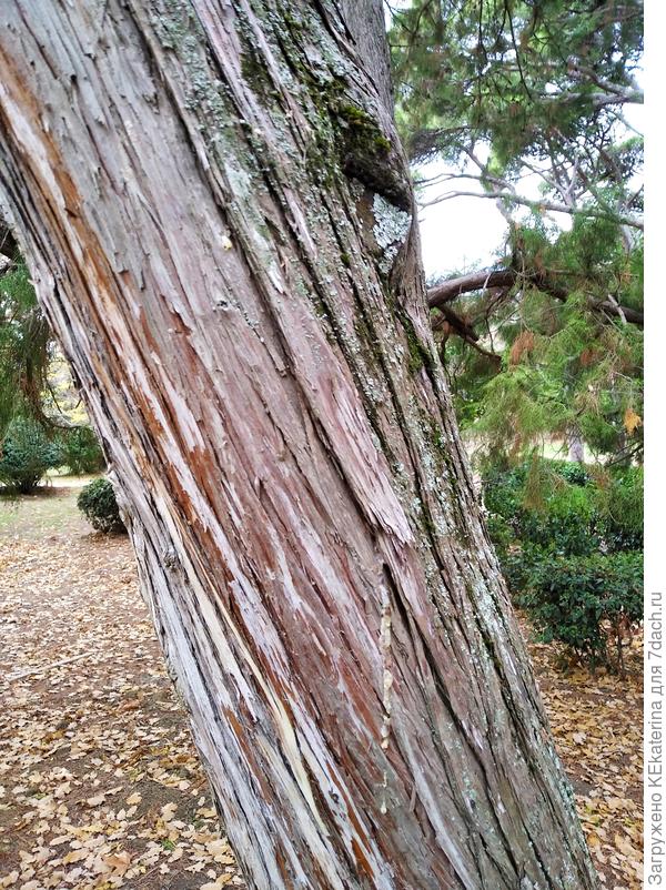 И, часть ствола.