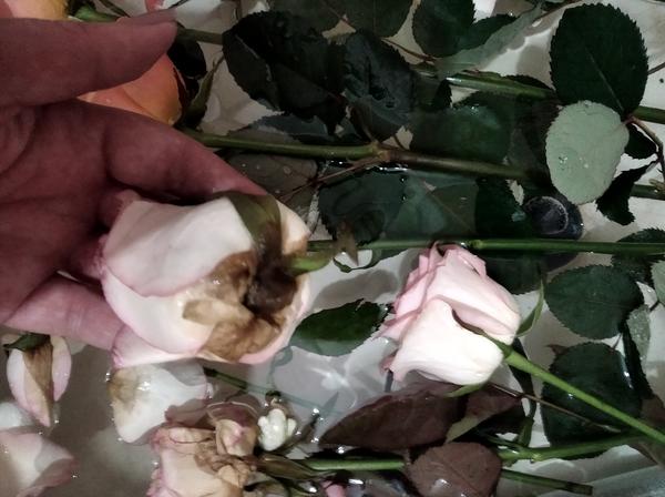 А вот обратная сторона медали. Такое впервые вижу.