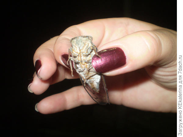 Это другая, даже не сопротивляется