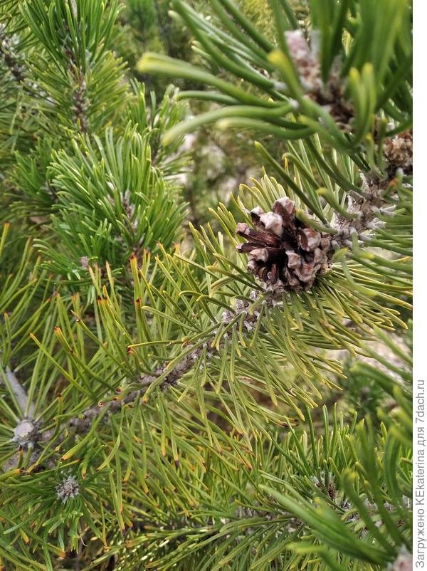 Шишка до 3-х сантиметров