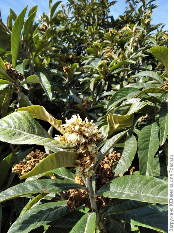 Цветущая мушмула, фото 16 февраля 2021