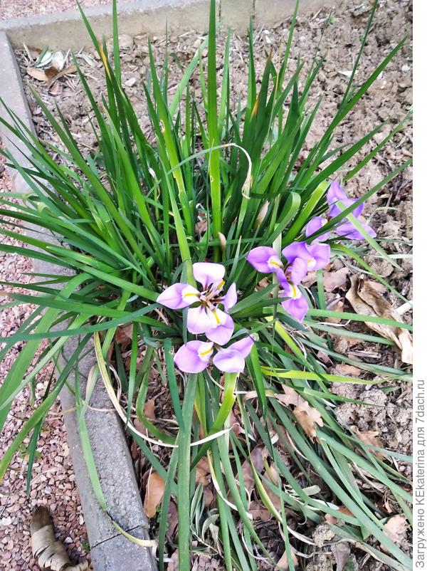 Ирис ноготковый.