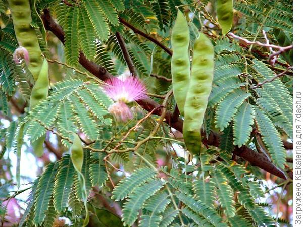 Фото из интернета