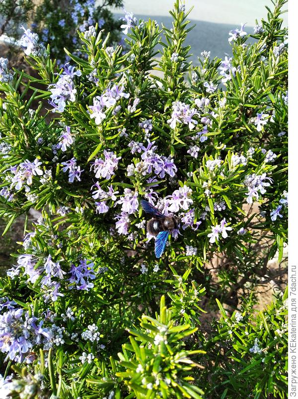 Пчела-плотник решила приукрасить розмарин..