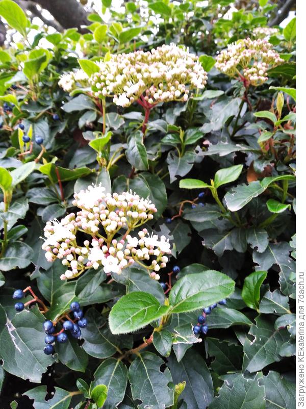 Всегда притягивают внимание синие перламутровые плоды калины.