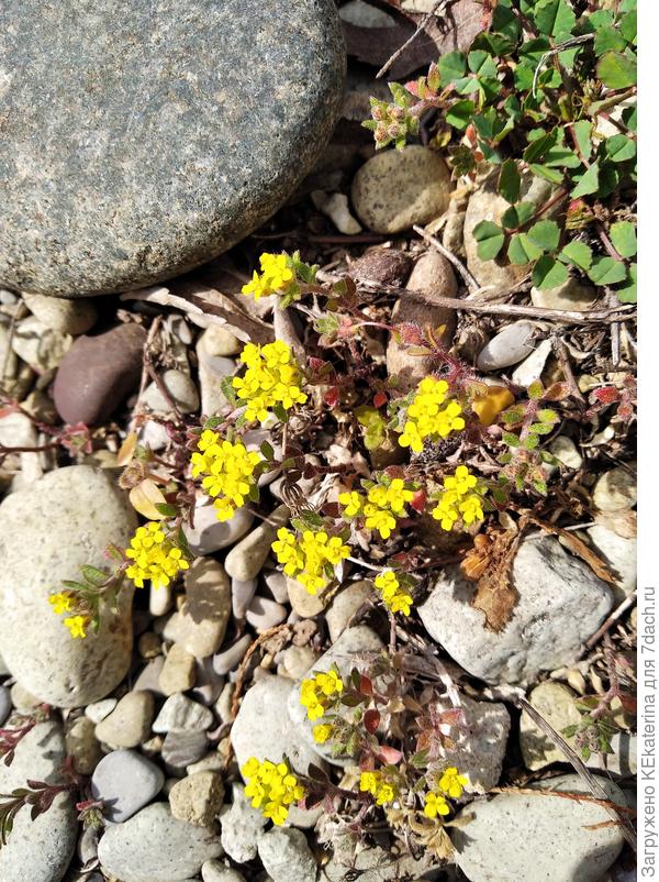 Растет рядом с пляжем.