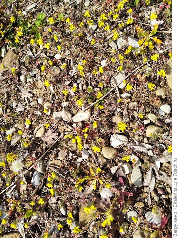 Полянка малюток. Фото сделаны 25 марта 2021 ЮБК