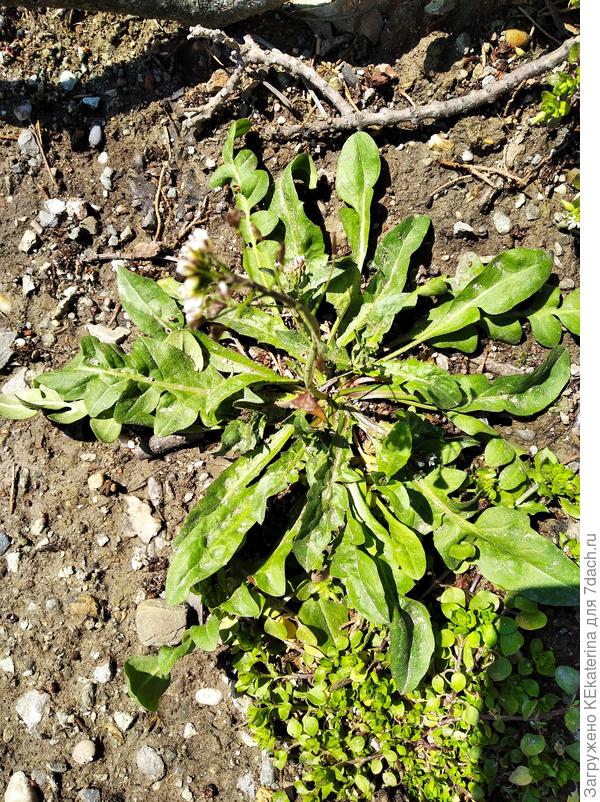 Вот сегодня сделала фото у дороги, но, листики немного другие,  почему я и предположила, что какой-то вид или родственник.