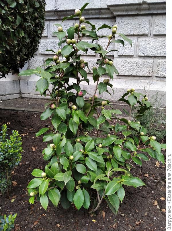 Ещё одно растение, по-соседству, будем наблюдать.