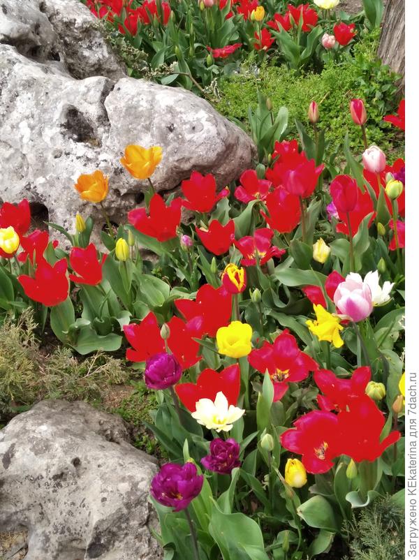 Алые тюльпаны меня поразили своей яркостью.