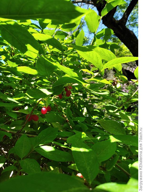 Жимолость душистейшая - плоды съедобные.