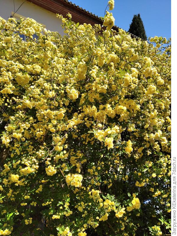 Роза Бэнкс, в самом цвету, аромат очень нежный.