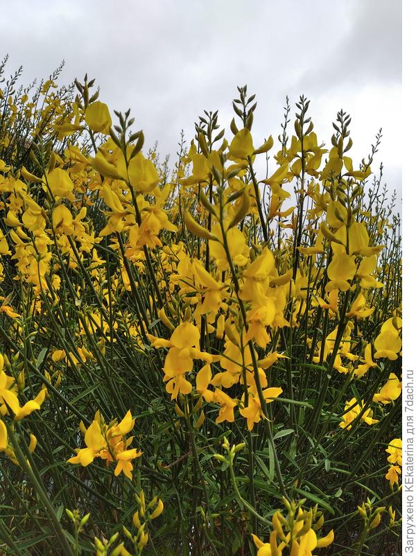 Буд-то бабочки на веточках