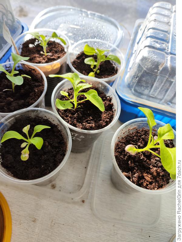 Пересаженные пораньше