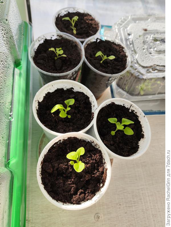 Вторая часть пересаженных