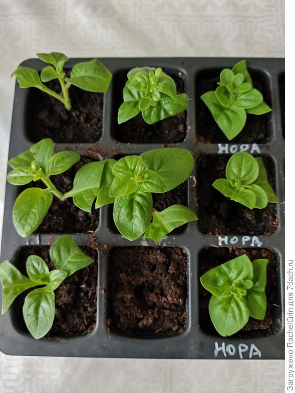 Первые черенки петуний