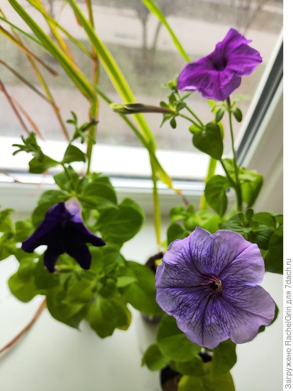 Петунии зацвели