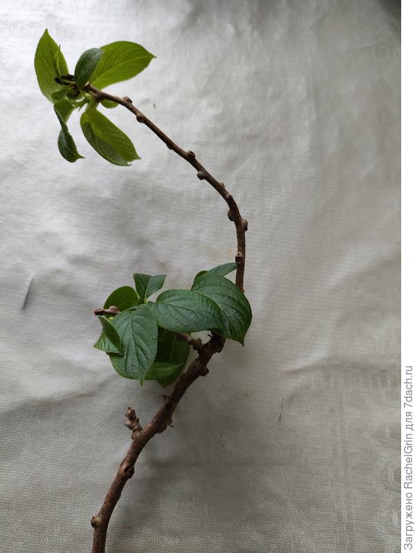 Новые листочки уже пошли