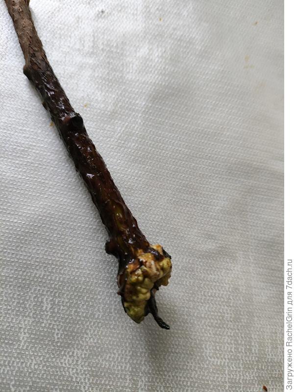 Образовавшаяся шишка на конце ветки.