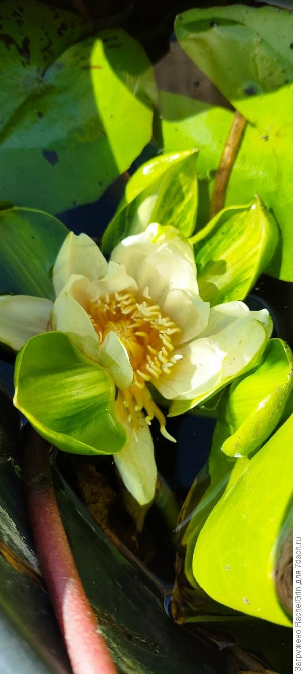 Нимфея Nangkwaug khao (Нанг Квак белая)
