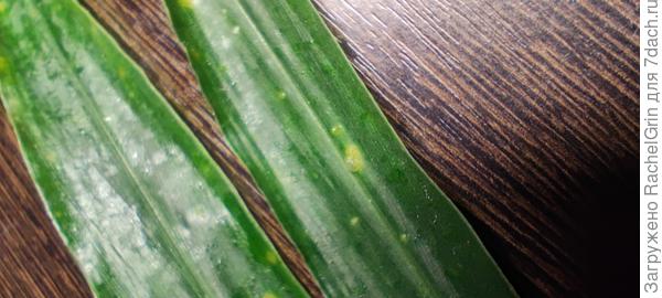 На месте капли пожелтение