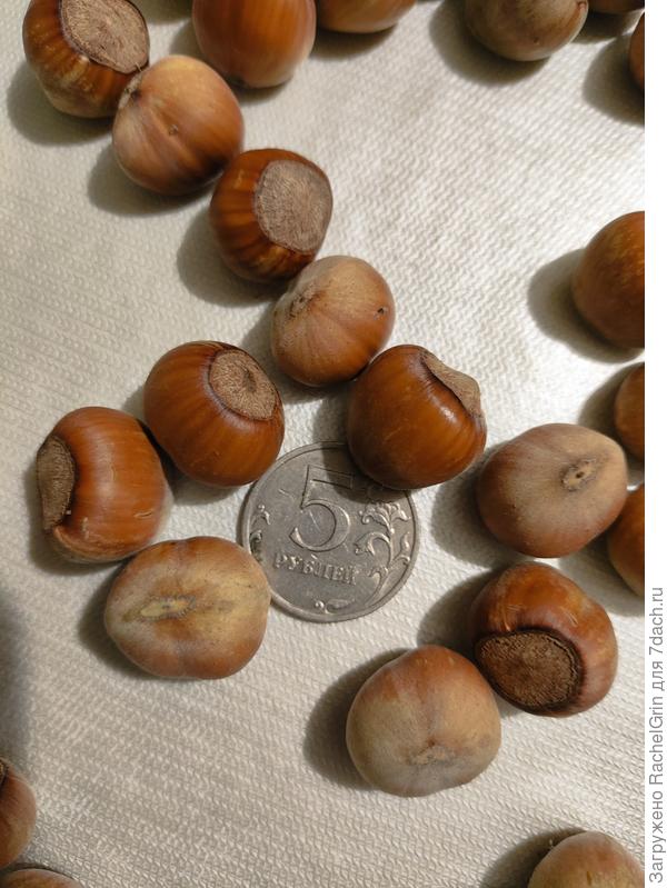 Фундук Кавказ. Еще немного собрала