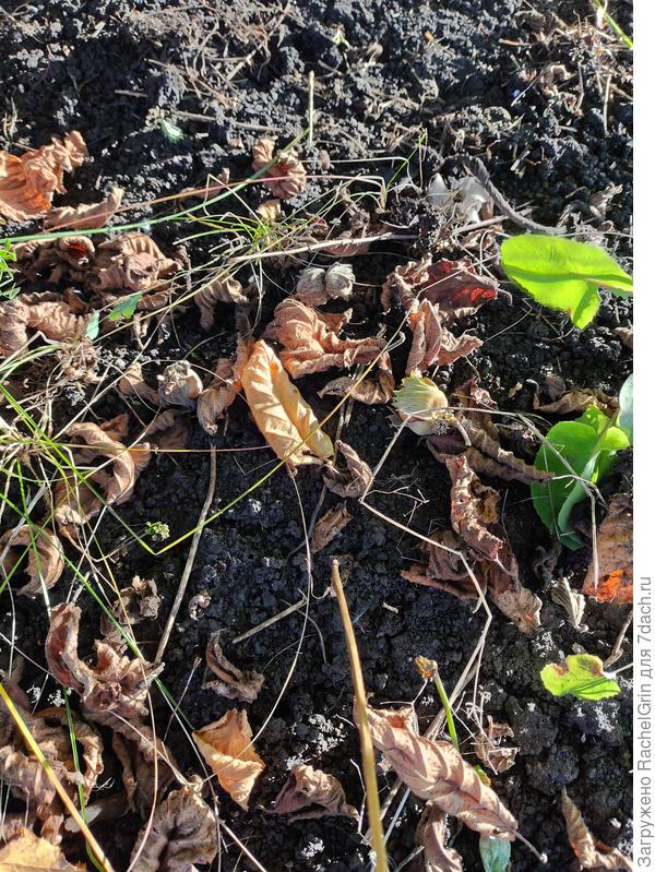 А вы сколько орешков здесь найдете?