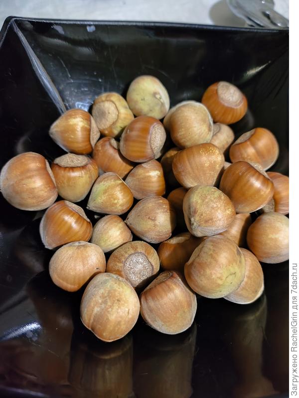 Фундук Кавказ, последний собранный урожай