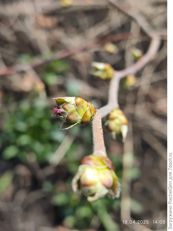 Женский цветок фундука