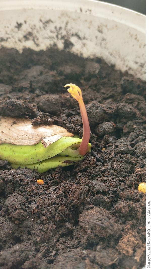 Маного 7 день