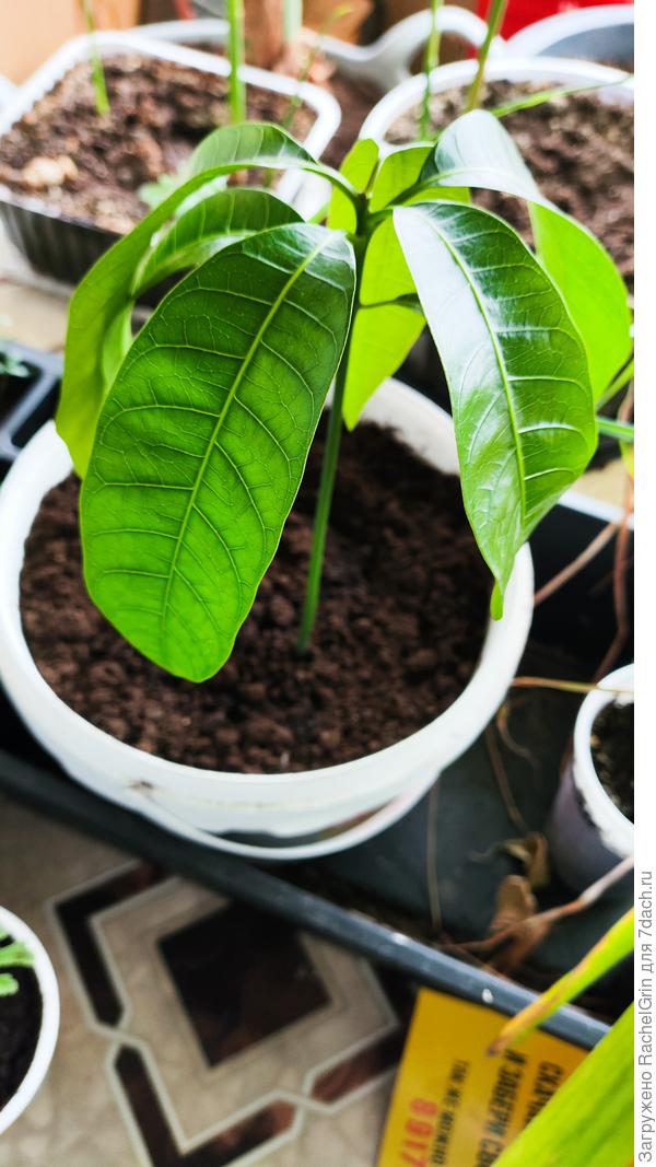 Манго посажен 10 января.