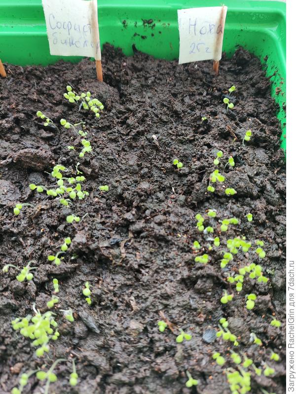 Справа Нора, слева Софистика лайм биколор. Свои семена. Посмотрим, что там получится...