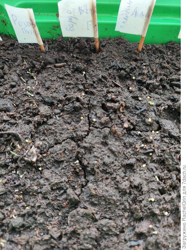 Розовый пунш, Бордо, Аладдин.