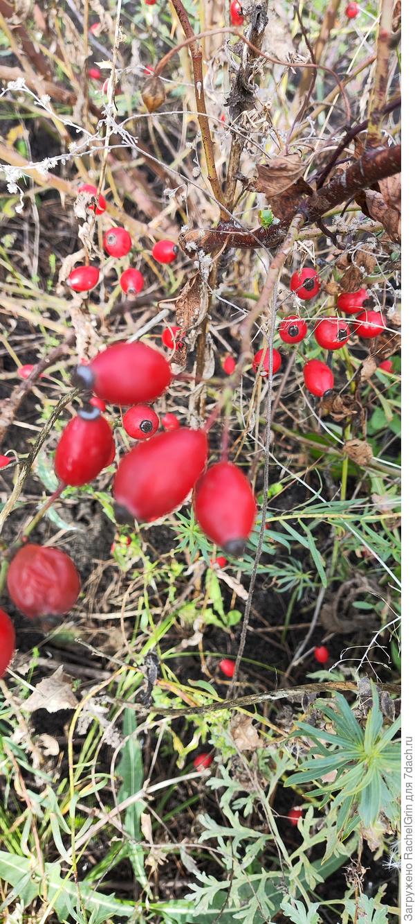 Ягодки ругозы