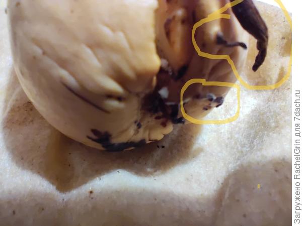 Отсохшие корешки