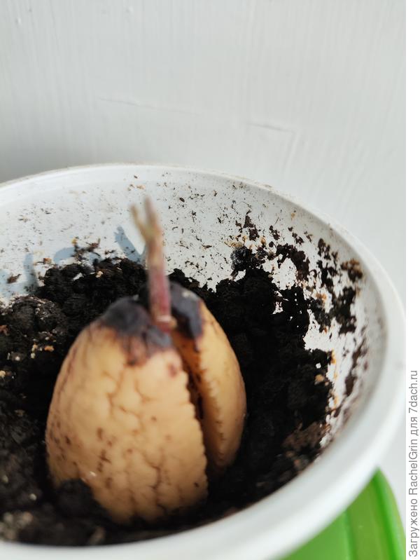 Пока молчит, старается...