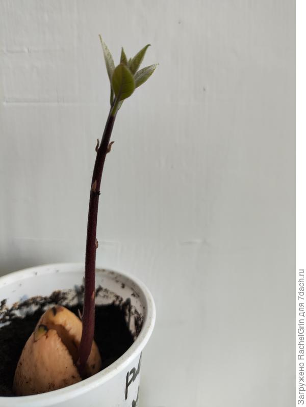 Авокадо пошел в рост