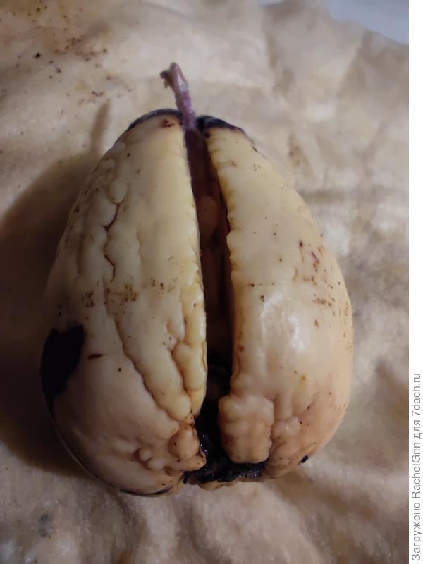 Авокадо с черной точкой снизу и сверху