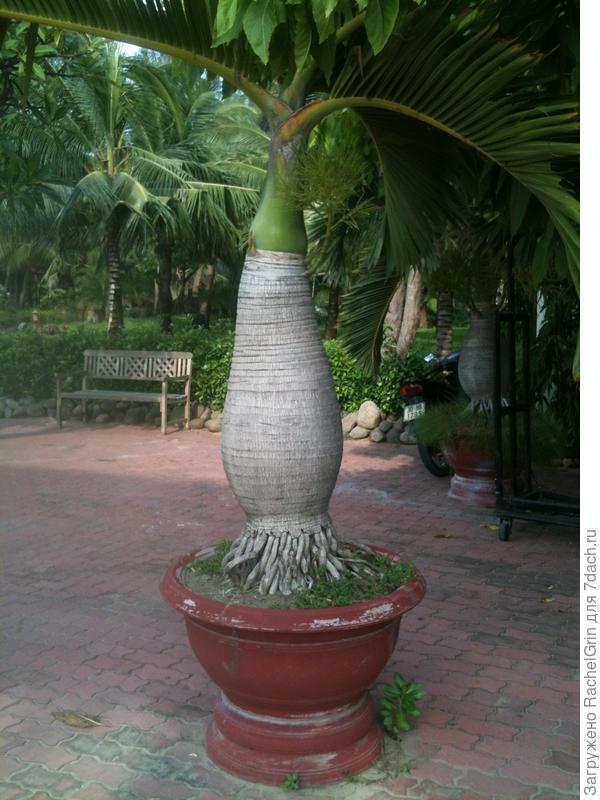 Какая то пальма