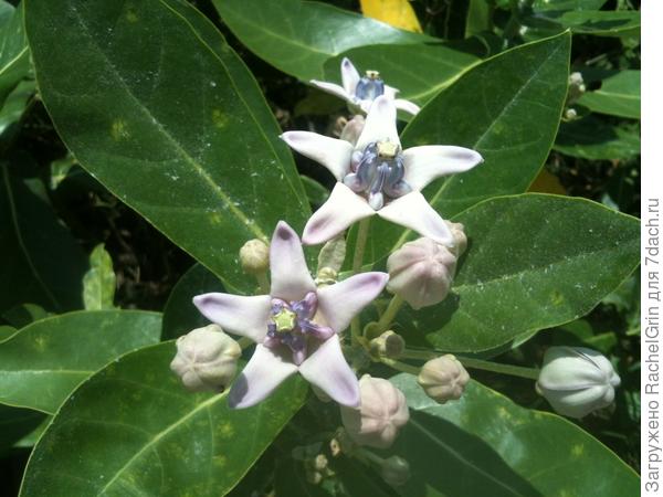 Калотропис гигантский. Цветок как будто гипсовый