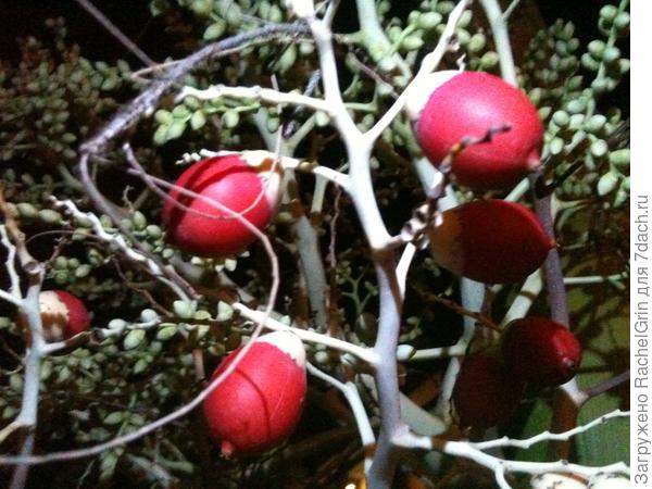 Бетелевая пальма