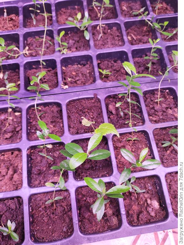 сеянцы фейхоа