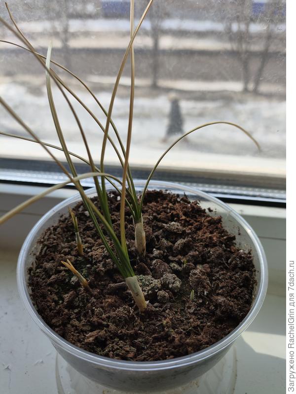 Сидят ниточки и сохнут.