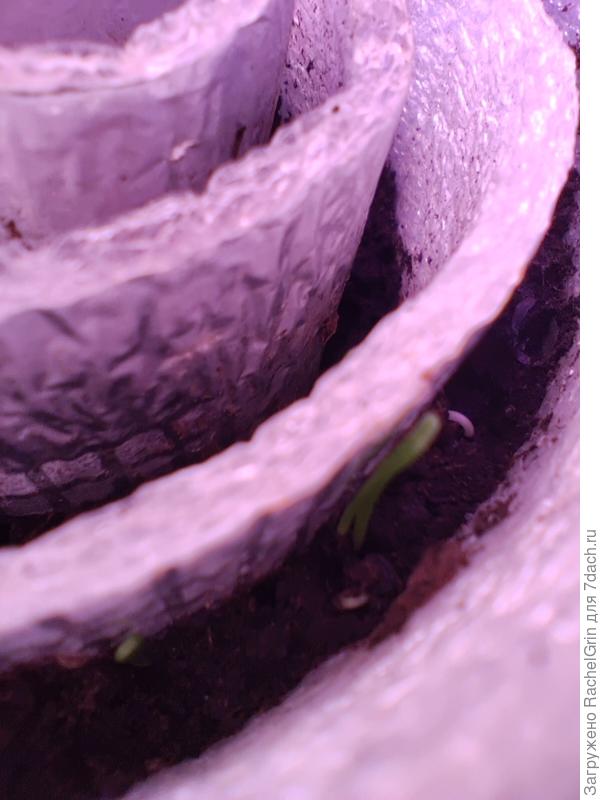 Улитка с Элефантом