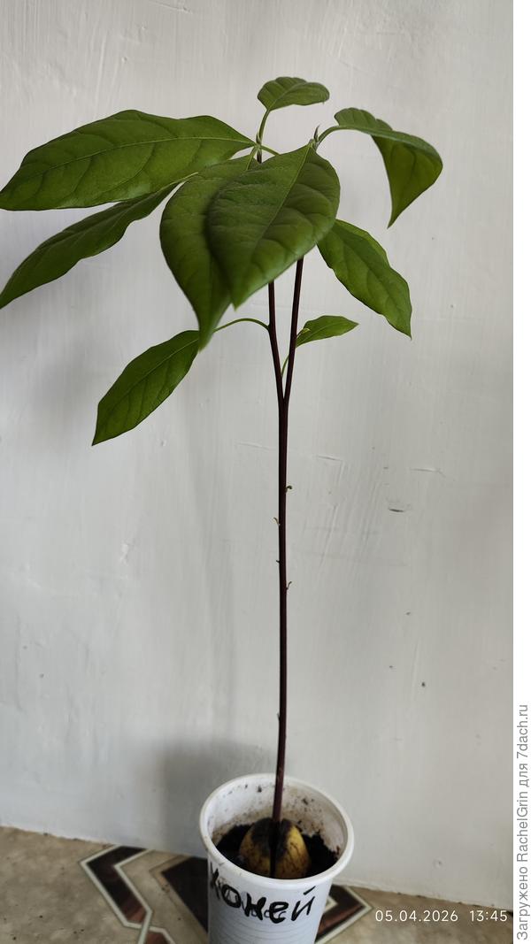 Второй, который еле дышал.