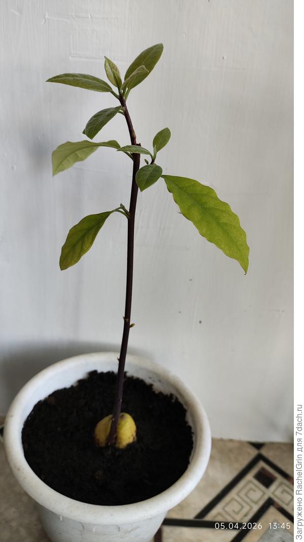 Первый авокадо