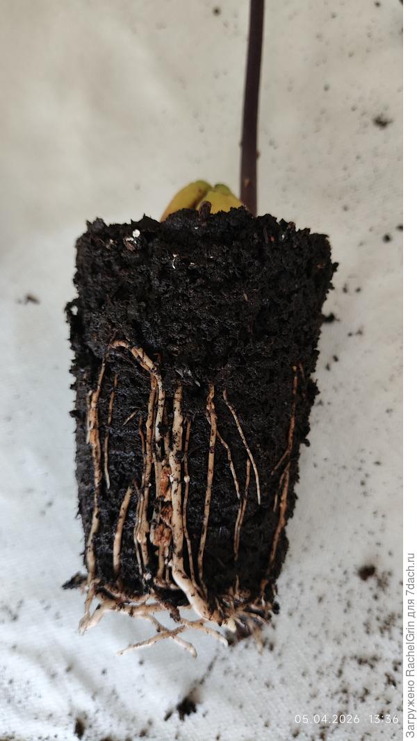 Его корешки